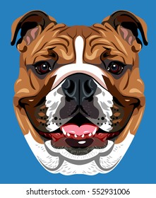 Portrait of English bulldog