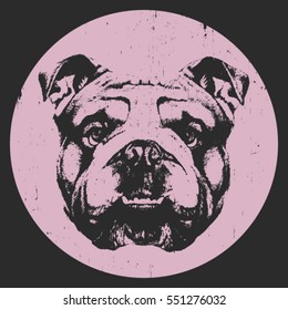 Portrait of English Bulldog. Hand drawn illustration. Vector.