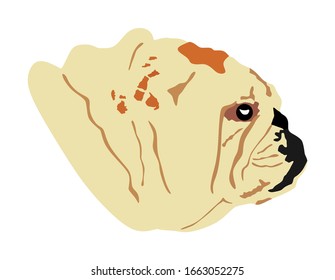 Portrait of English Bulldog head vector illustration isolated. Beware of dog..
