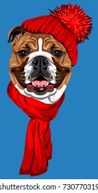 Portrait of an English Bulldog, in a knitted red hat with a pompon and scarf