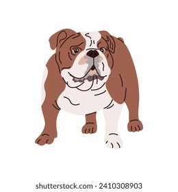 Portrait of English bulldog with wrinkled face. Serious British purebred bull dog with short hair and folded skin. Muscular doggy. Colored flat vector illustration isolated on white background