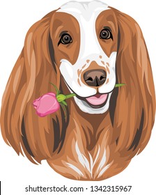 Portrait of English Cocker Spaniel giving a rose. Vector