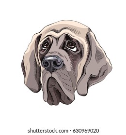 Portrait of a English Mastiff dog. Vector illustration.