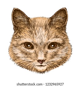 Cats Head Icon Cute Animal Pet Stock Illustration 1562973901