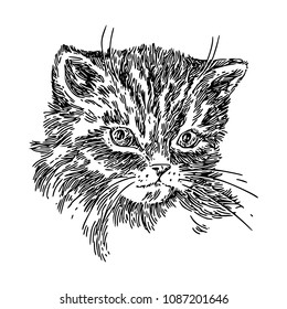 Portrait of a fluffy kitty. Engraving style. Vector illustration