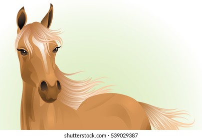 Portrait of a foal. 
