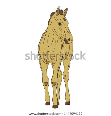 The portrait of the foal is isolated on white background
