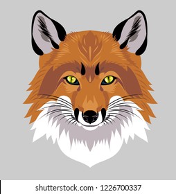 Portrait of fox