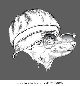 Portrait of fox in cap. Vector illustration.