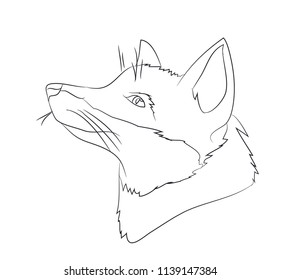 portrait fox  lines