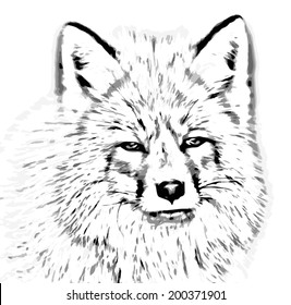 Portrait of a fox on white background, vulpes vulpes. Head of a beautiful forest wild beast. Smart look of a dodgy vulpes, skilled raptor and elegant animal. Black and white vector illustration.