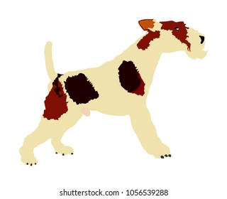 Portrait of Fox Terrier vector illustration isolated. Beware of dog. Terrier dog breed.