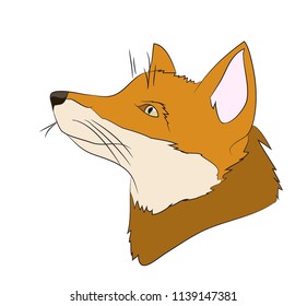 portrait of a fox, vector, white background