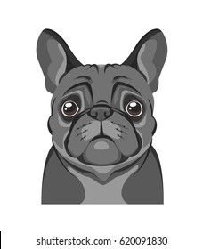 Portrait of a French Bulldog dog