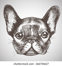 Portrait french bulldog  Hand drawn vector illustration 