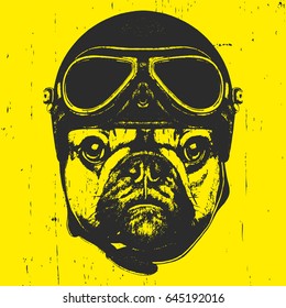 Portrait of French Bulldog with Helmet. Vector
