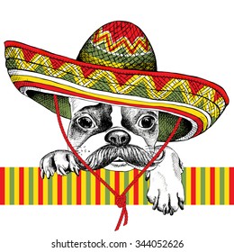 Portrait of a French Bulldog with mustache in Mexico sombrero. Vector illustration.