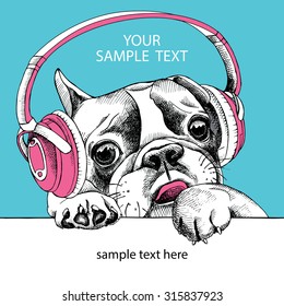 Portrait of French bulldog with pink headphones on a blue background. Vector illustration.