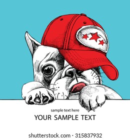 Portrait of French bulldog with red cap on a blue background. Vector illustration.