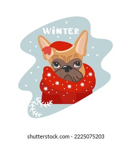 Portrait of french bulldog in Santa hat and red scarf. Hand drawn text: winter. Cute dog face on holiday. Funny cartoon character on blue. Vector illustration, flat design. Idea for Christmas card.