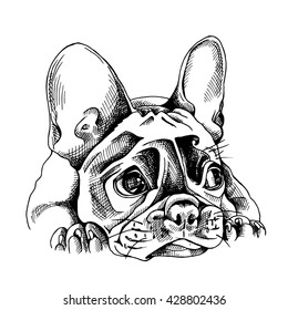 Portrait of a French bulldog. Vector illustration.