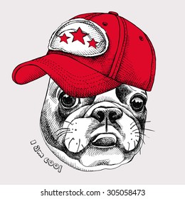 Portrait of a French bulldog wearing a cap. Vector illustration.