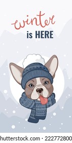 Portrait of a French Bulldog wearing a winter hat and a knitted scarf with a Christmas pattern. Text Winter is here. New Year card, t-shirt, poster