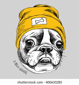 Portrait of French bulldog in a yellow Hipster hat. Vector illustration.