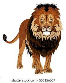 Portrait in full growth lion