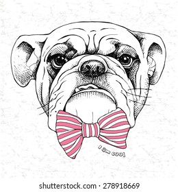 Portrait of a funny bulldog with a pink striped tie. Vector illustration.