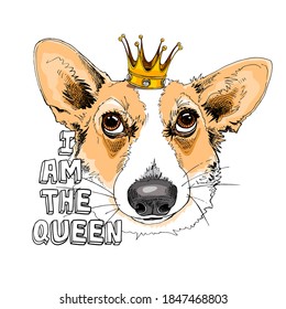 Portrait of the funny Corgi dog in the Crown. Humor card, t-shirt composition, hand drawn style print. Vector illustration.