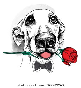 Portrait of a funny dog in tie with red rose. Vector illustration.