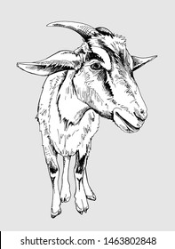 Portrait of a Funny Goat with horns. Humor card, t-shirt composition, hand drawn style print. Vector black and white illustration.