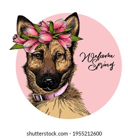 Portrait of german shepherd dog wearing tulip crown and bandana. Welcome spring. Hand drawn colored vector illustration. Engraved detailed art. Good for Easter greeting card, poster, banner, flyer