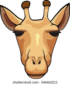 Portrait of a giraffe isolated on white background
