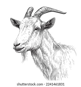 Portrait of goat head sketch hand drawn engraving style Vector illustration