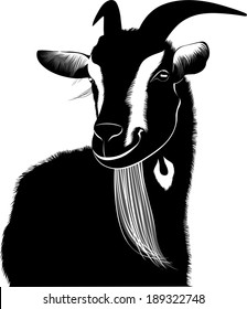 portrait of a goat isolated on a white background