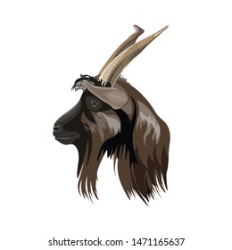 Portrait of the goat's head in profile. Vector illustration isolated on white background