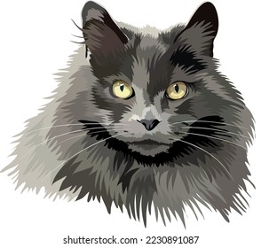 Portrait of a gray long-haired cat with yellow eyes