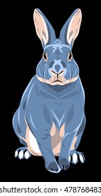 Portrait of a gray rabbit