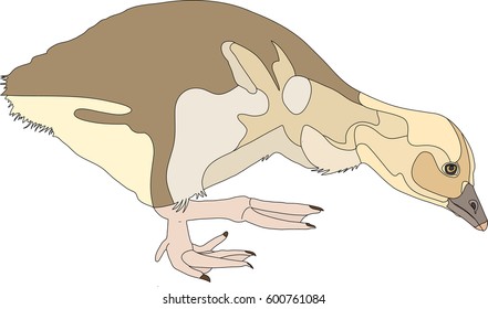 Portrait of a graylag goose chicken, hand drawn vector illustration isolated on white background
