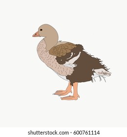 Portrait of a graylag goose chicken, hand drawn vector illustration isolated on white background