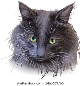 Portrait of Grey Young Adult Maine Coon cat. Vector illustration isolated on white background. Muzzle of beautiful furry cat.