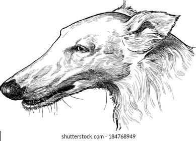 portrait of a greyhound