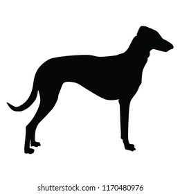 Portrait of  Greyhound dog vector illustration isolated. Beware of dog. Friendly family dog.
