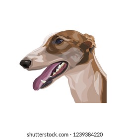 Portrait of greyhound dog. Vector illustration isolated on white background