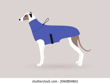 A portrait of a greyhound dog wearing a winter coat, domestic pet outfits