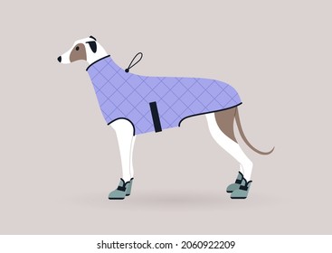 A portrait of a greyhound dog wearing a winter coat, domestic pet outfits