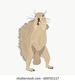 Portrait of a ground squirrel, hand drawn vector illustration isolated on white background