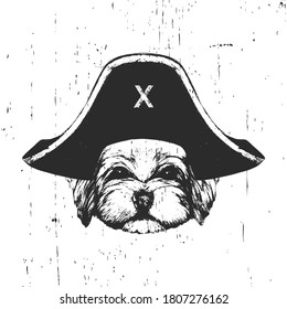 Portrait of Havanese dog with a pirate hat. Vector. 